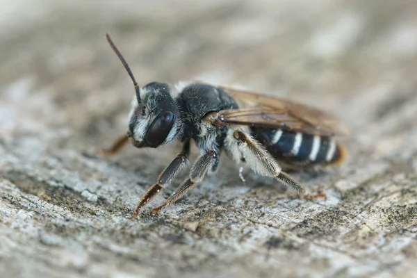 Närbild Hona Sydlig Gruva Bee Andrena Decipiens Sitter Bit Trä — Stockfoto