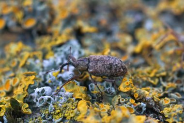 Kış boyunca uzanan bitkisel parazit buğday böceği Dorytomus Longimanus bir tahta parçasının üzerinde oturuyor.