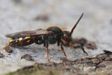 Nomada lökositalesi bir odun parçasının üzerinde oturan göçebe bir arının detaylı görüntüsü.