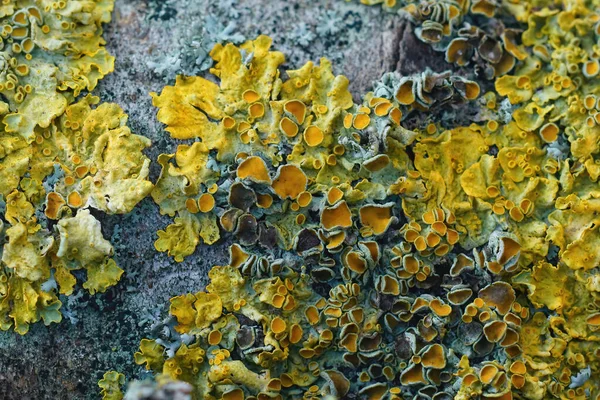 Primo piano su legno ricoperto di lichene arancio comune, Xanthoria parietina — Foto Stock