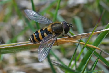 Yeni çıkmış Hiry-gözlü şuruba yakından bak, Syrphus torvus bitki örtüsünde oturuyor.