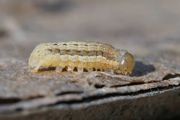 Närbild på övervintrande larv torget plats rustik mal, Xestia xanthographa — Stockfoto