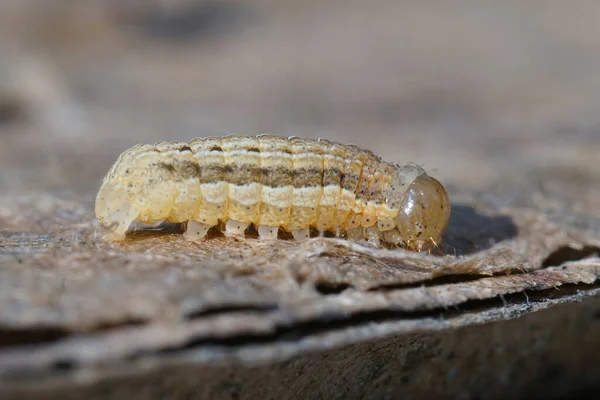 Gros plan sur la chenille hivernante de la teigne rustique à tache carrée, Xestia xanthographa — Photo