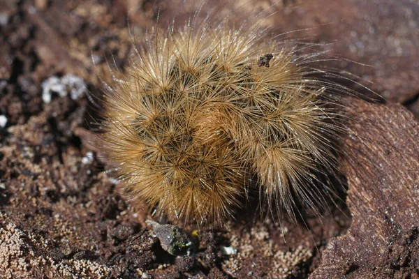 Closeup on an overwintering hairy caterpillar of the ruby tiger moth, Phragmatobia fuliginosa — Stock Photo, Image