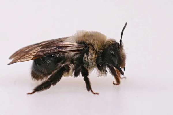 Dişi gri sırtlı maden arısı Andrena vaga 'nın beyaz bir arka planı var. — Stok fotoğraf