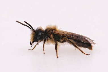 Küçük Sallow minng arı kıllı bir erkek, Andrena praecox beyaz arka planda