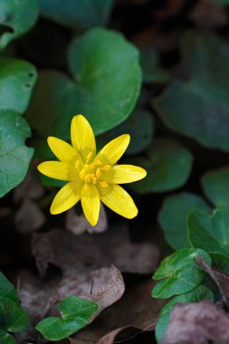 Erken çiçek açan daha az selandin ya da pilewort, Ficaria verna 'ya dikey yakın çekim
