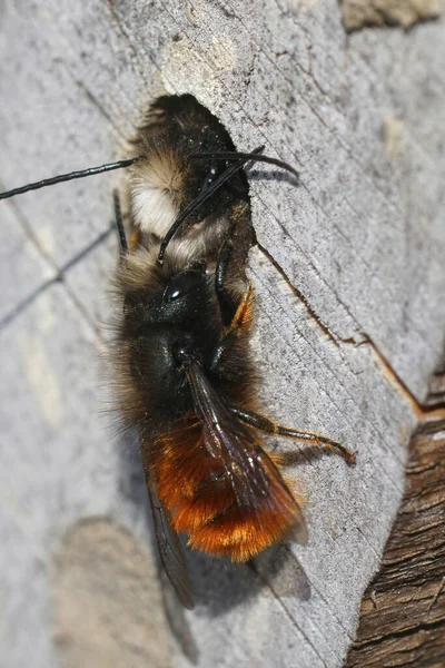 Closeup on 2 males European orchard mason bee , Osmia cornuta, in the bee-hotel — Stock Photo, Image