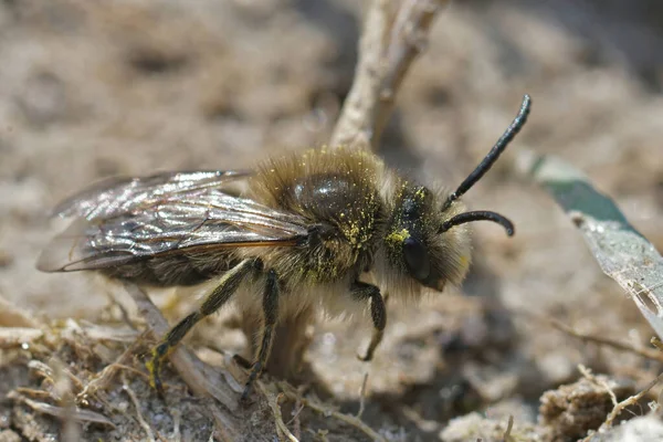 Gros plan sur un collet vernal mâle, Colletes cunicualrius, assis par terre — Photo