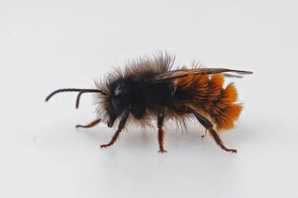 Avrupa Orachard Mason Arısı 'nın renkli ve kıllı erkeği Osmia Conrnuta' ya yakın plan beyaz arka plan — Stok fotoğraf