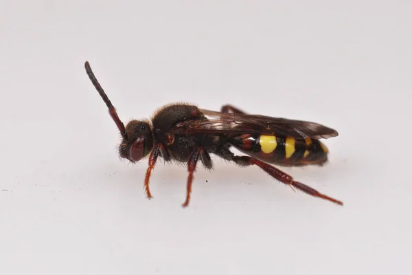 Nahaufnahme einer rotäugigen weiblichen Frühnomaden-Kuckucksbiene, Nomada leucopthalma vor weißem Hintergrund — Stockfoto