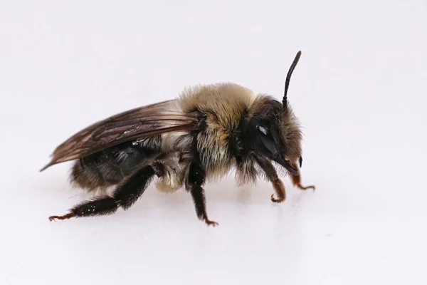 Dişi gri sırtlı maden arısı Andrena vaga 'nın beyaz bir arka planı var.