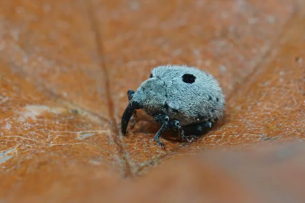 Closeup on a small plant parasite weevil beetle, Cionus olens, which feeds on Verbascum plants — Stock Photo, Image