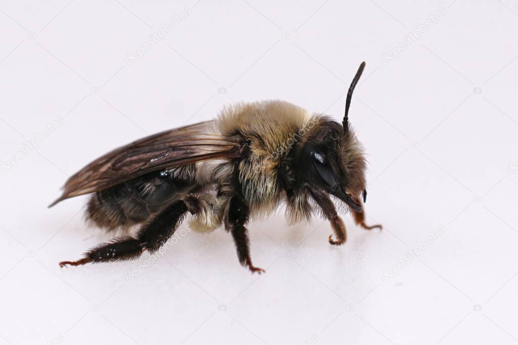 Closeup on a female Grey-backed mining bee, Andrena vaga, against a white background