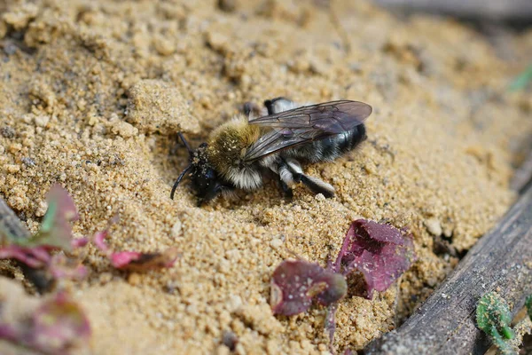 Крупный План Самки Исчезающей Никтемеральной Пчелы Андрены Никтемеры Роющей Гнездо — стоковое фото