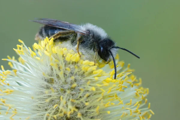 Gros plan d'une abeille minière mâle à dos gris, Andrena vaga, mangeant du saule de chèvre de forme pollinique, salix caprea — Photo