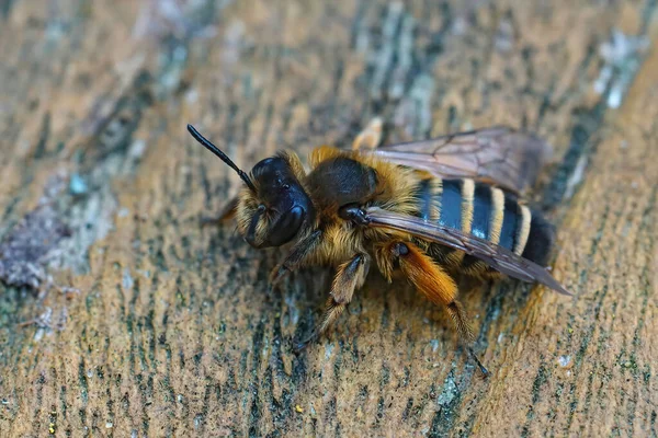 Primo Piano Ape Miniera Dalle Zampe Gialle Appena Emersa Andrena — Foto Stock