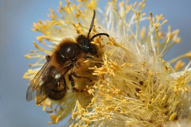 Kıllı kahverengi bir erkek maden arısı, Colletes cunicularius Goat Willow 'un sarı poleniyle besleniyor.