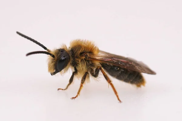 Kıllı erkek turuncu kuyruklu maden arısı, Andrena hemoroa 'ya yakın plan.