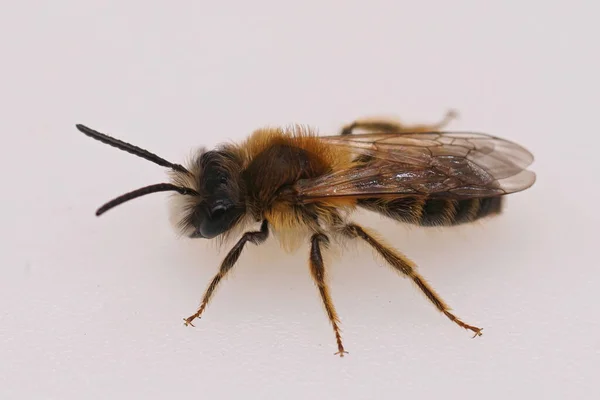 Dorsal Närbild Hårig Hane Banded Mining Bee Andrena Gravida Vit — Stockfoto