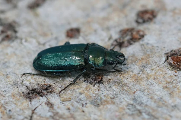 Primer Plano Del Raro Amenazado Escarabajo Azul Platycerus Caraboides Sentado — Foto de Stock
