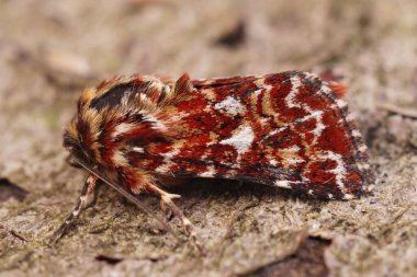 Anarta Myrtilli, rengarenk sarı kanadın altında, bahçedeki bir odun parçasının üzerinde.