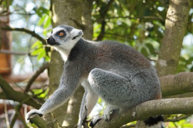 Madagaskar 'dan nesli tükenmekte olan Lemur Catta, Belçika' nın Parc Paradisio kentindeki bir ağaçta oturuyor.