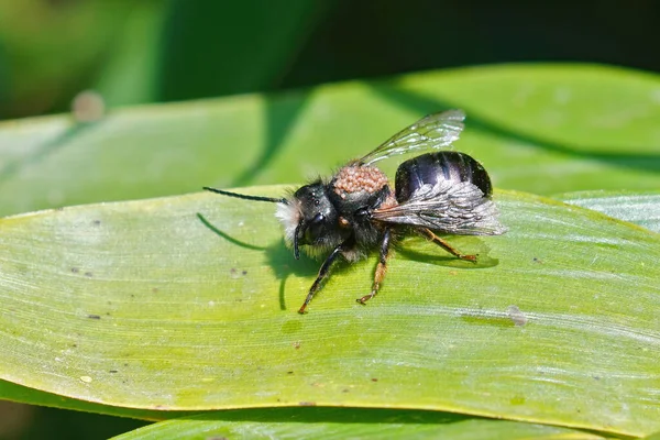 Closeup Old Male European Orchard Horned Mason Bee Osmia Cornuta — Stock Photo, Image