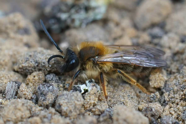 Подробный Крупный План Самца Серо Гастеризованной Шахтерской Пчелы Ползающей Песчаной — стоковое фото