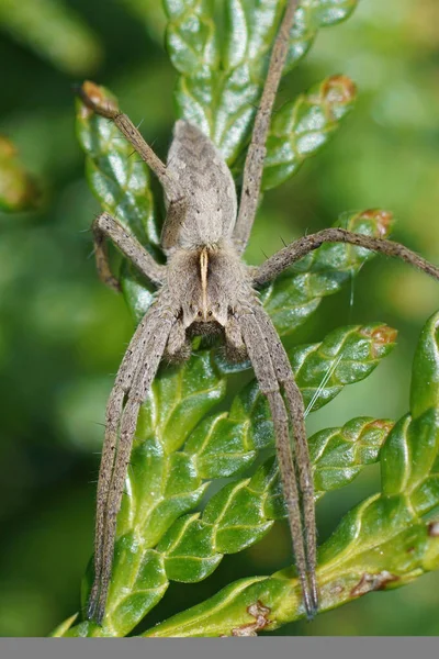 Fecho Vertical Uma Aranha Teia Berçário Pisaura Mirabilis Banhos Sol — Fotografia de Stock