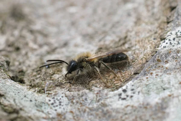 Großaufnahme Einer Männlichen Kleinen Gelblichen Bergbaubiene Andrena Praecox Die Sich — Stockfoto