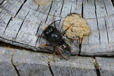 Neredeyse tüysüz Avrupalı erkek, boynuzlu duvarcı, Osmia Cornuta bahçede arı otelinde oturuyor.