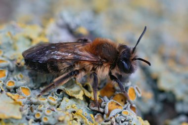 Nadir bulunan büyük solgun maden arısı Andrena Apicata 'nın, tarladaki bir odun parçasına yakın plan çekimleri.