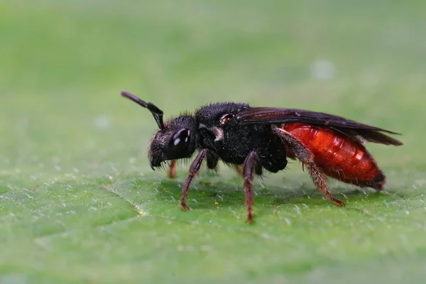 Close Sobre Rubi Vermelho Solitário Parasita Sangue Abelha Sphecodes Albilabris — Fotografia de Stock