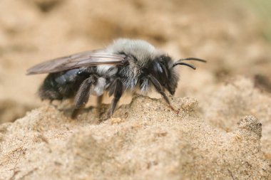 Kıllı, beyaz, yeni doğmuş dişi, gri sırtlı maden arısı Andrena Vajina kumlu toprakta oturuyor.