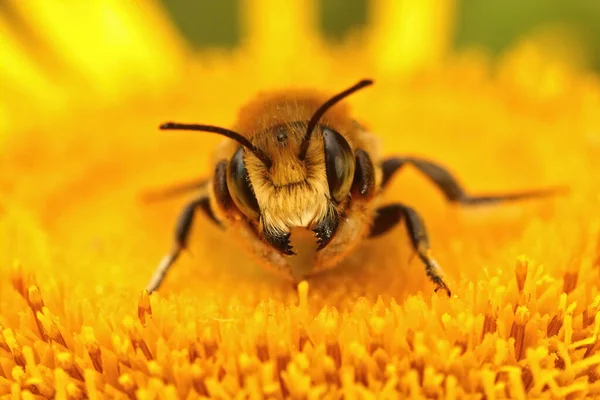 Kolorowe Zbliżenie Samca Willughby Leacutter Bee Megachile Willughbiella Grożące Otwartymi — Zdjęcie stockowe