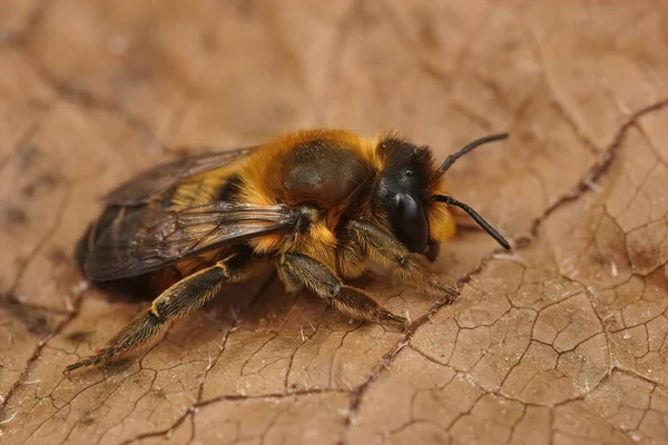 一只雌性Willughby Leacutter Bee Megachile Willughbiella 坐在田里干枯的叶子上 — 图库照片