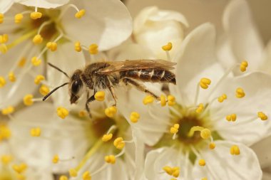 Kızıl göbekli bir madenci olan Andrena Ventralis, tarlada beyaz bir Blakcthorn çiçeğinden nektar yudumluyor.