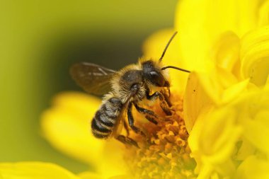 Erkek yaprak kesen yalnız bir arı olan Megachile 'e yakından bakınca bahçedeki sarı Helenyum çiçeğini oluşturuyor.