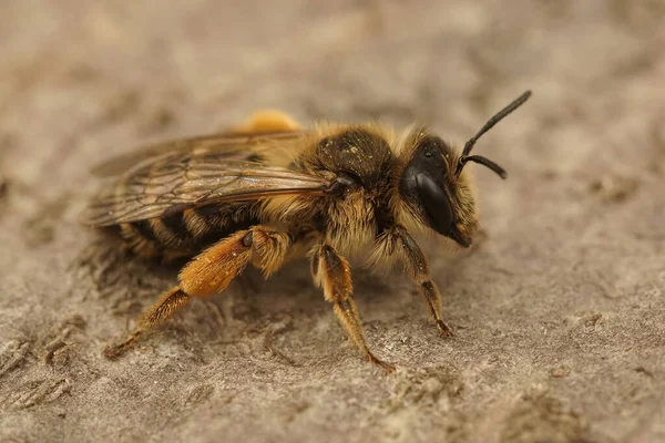 安德里娜 弗拉维拉皮斯 一只黄色腿的采矿蜜蜂 他坐在花园里的一块木皮上 — 图库照片