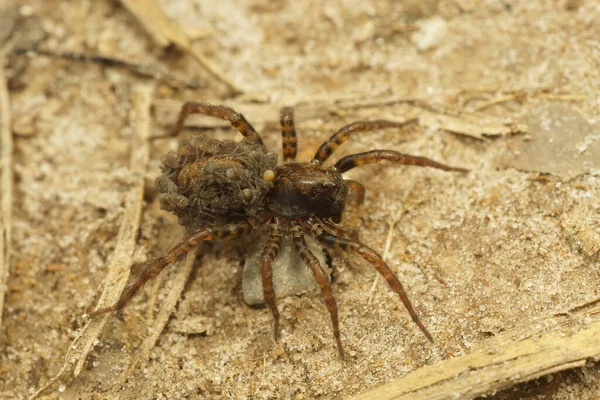 Parental care in a small wolf spider, Pardosa, a female carrying young on her back in the garden