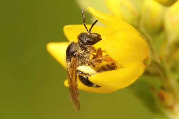 Close Uma Fêmea Amarelo Loosestrife Solitária Abelha Macropis Europaea Sua — Fotografia de Stock