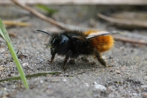 Gros Plan Une Femelle Moelleuse Colorée Osmia Cornuta Assise Par — Photo