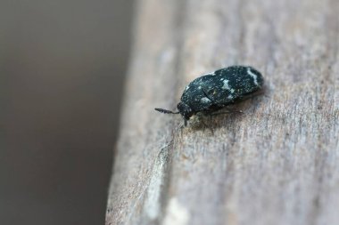 Avrupai mason arı yuvalarından çıkan Megatoma veri dışı böceğine yakın plan, Osmia rufa bahçedeki arı otelinde.