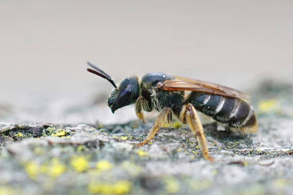 Zijdelingse Close Een Reuzenbontbij Halictus Quadricinctus Zittend Hout Zuid Frankrijk — Stockfoto