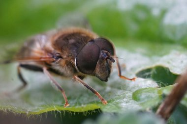 Bahçedeki yeşil bir yaprağın üzerinde oturan Eristalis Tenax adlı bir İHA sineğinin gözünün ön görüntüsü.