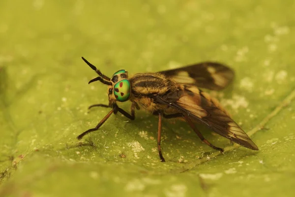 Detailní Záběr Barevnou Zelenookou Jelenici Dvojitým Lalokem Relikt Chrysops Sedící — Stock fotografie