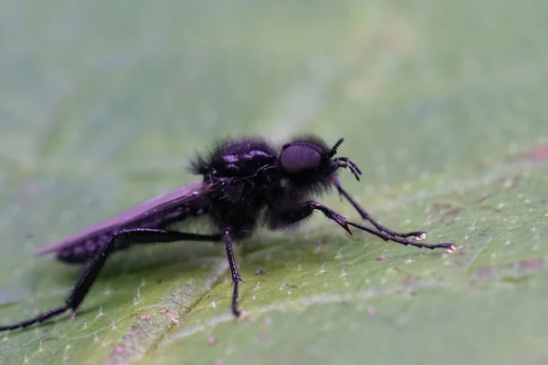 Close-up em um preto um peludo St. Marks ou mosca espinheiro, Bibio marci, sentado em uma folha verde — Fotografia de Stock