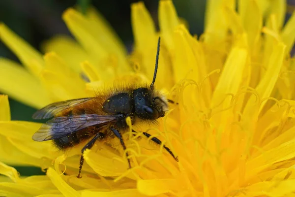 Close-up em uma pequena abelha pedreira vermelha masculina, Osmia rufa, sentado em uma flor de dente de leão amarelo, Taraxacum officinale — Fotografia de Stock