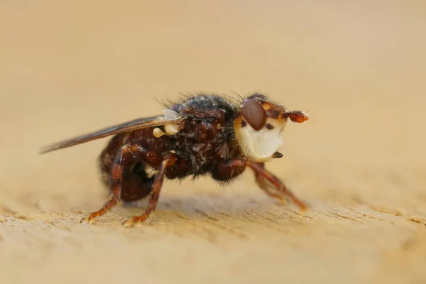 Dettagliato primo piano laterale su Myopa testacea, un parassita che vola su api solitarie — Foto Stock